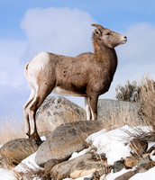 ROCKY MOUNTAIN SHEEP EWE