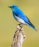 MOUNTAIN BLUEBIRD